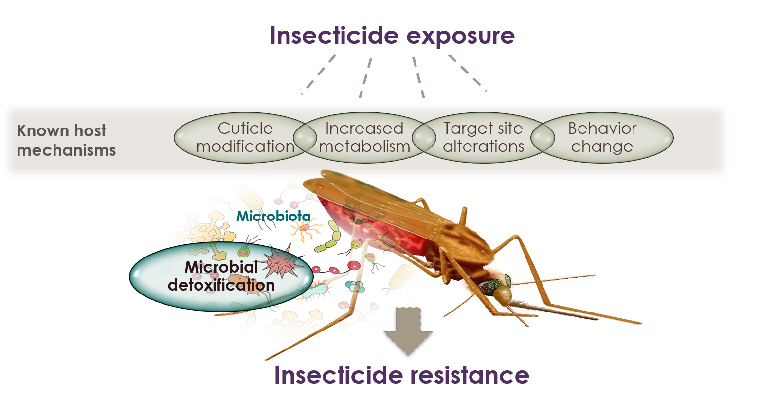 Links Between Microbes And Insecticide Resistance In Mosquito